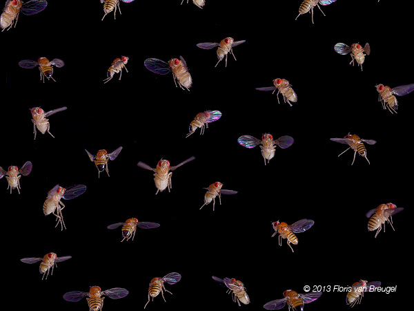 This image shows a montage of many individual photographs of fruit flies (Drosophila melanogaster) in flight, taken with a 60...