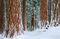 Winter Wonder Woods print