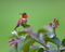 Rufous Hummingbird print