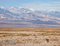 Desert Coyote print