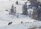 Yellowstone Wolf print
