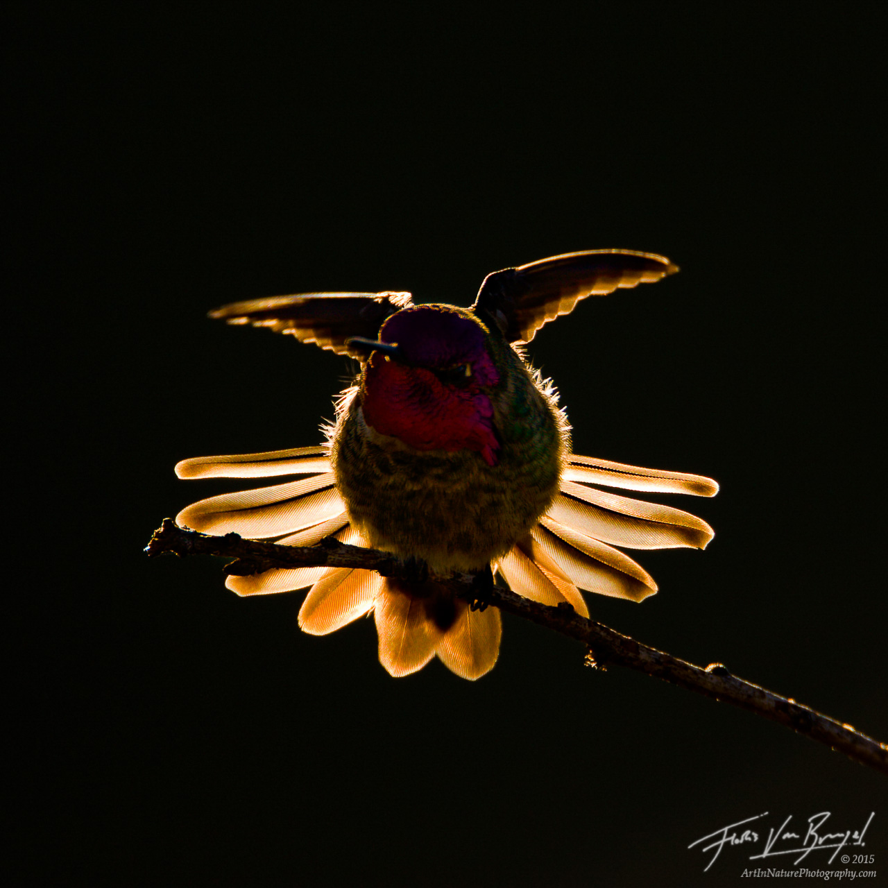 Anna's Hummingbird (Calypte anna), Mount Diablo State Park, California,, photo
