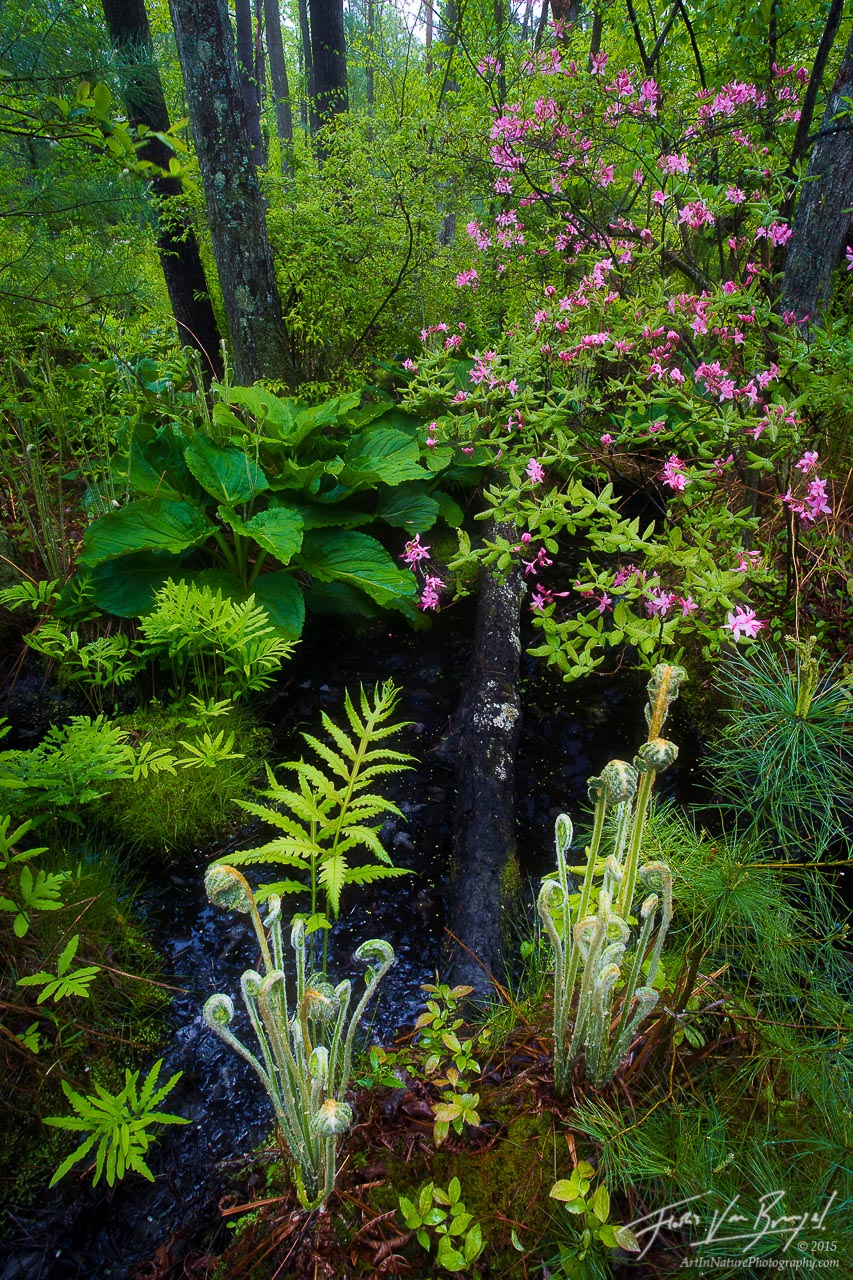 Sapsucker Woods in Spring with Azalea and Ferns, Ithaca, New York, , photo