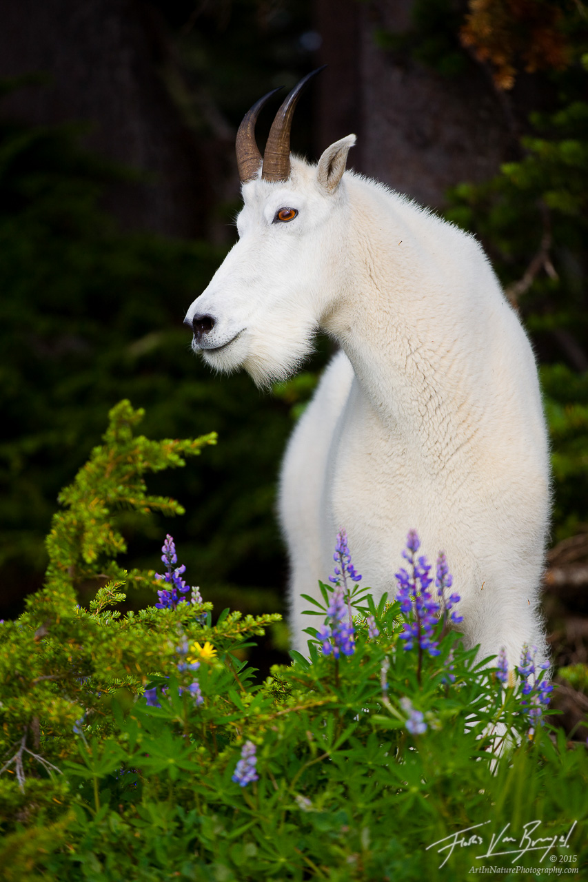 Mountain Goat, Olympic National Park, Washington, bill the billy goat,, photo