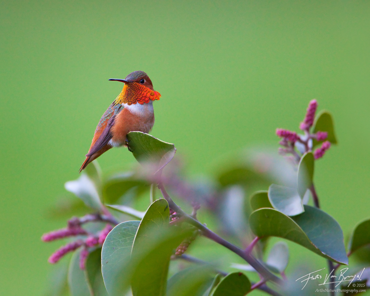 A particularly showy male Rufous Hummingbird (Selasphorus rufus) poses among the fresh spring greens of Pasadena's Arroyo Parkway...