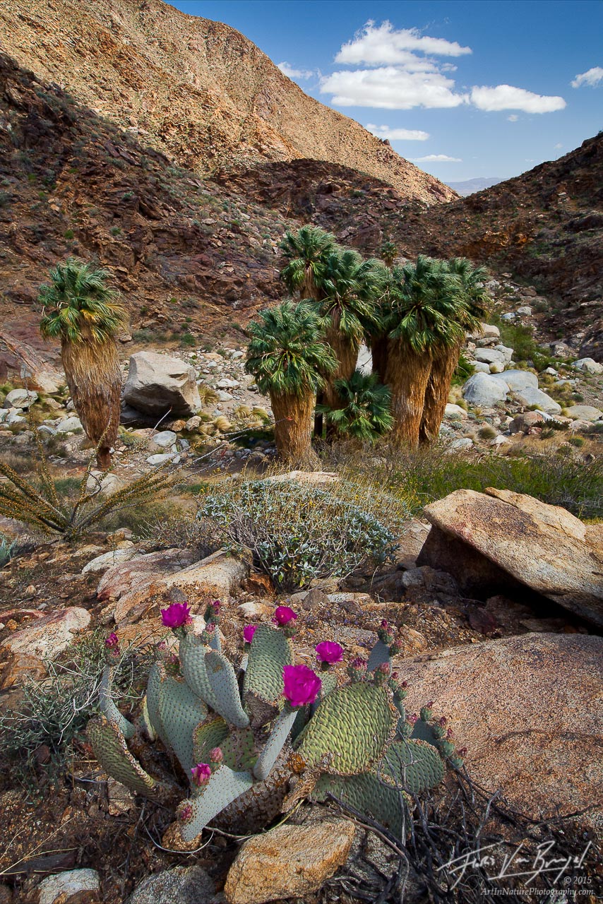 Blooming Beavertail cacti populate the hillsides, and Palm trees turn the desert canyons into miniature oases in Anza-Borrego...