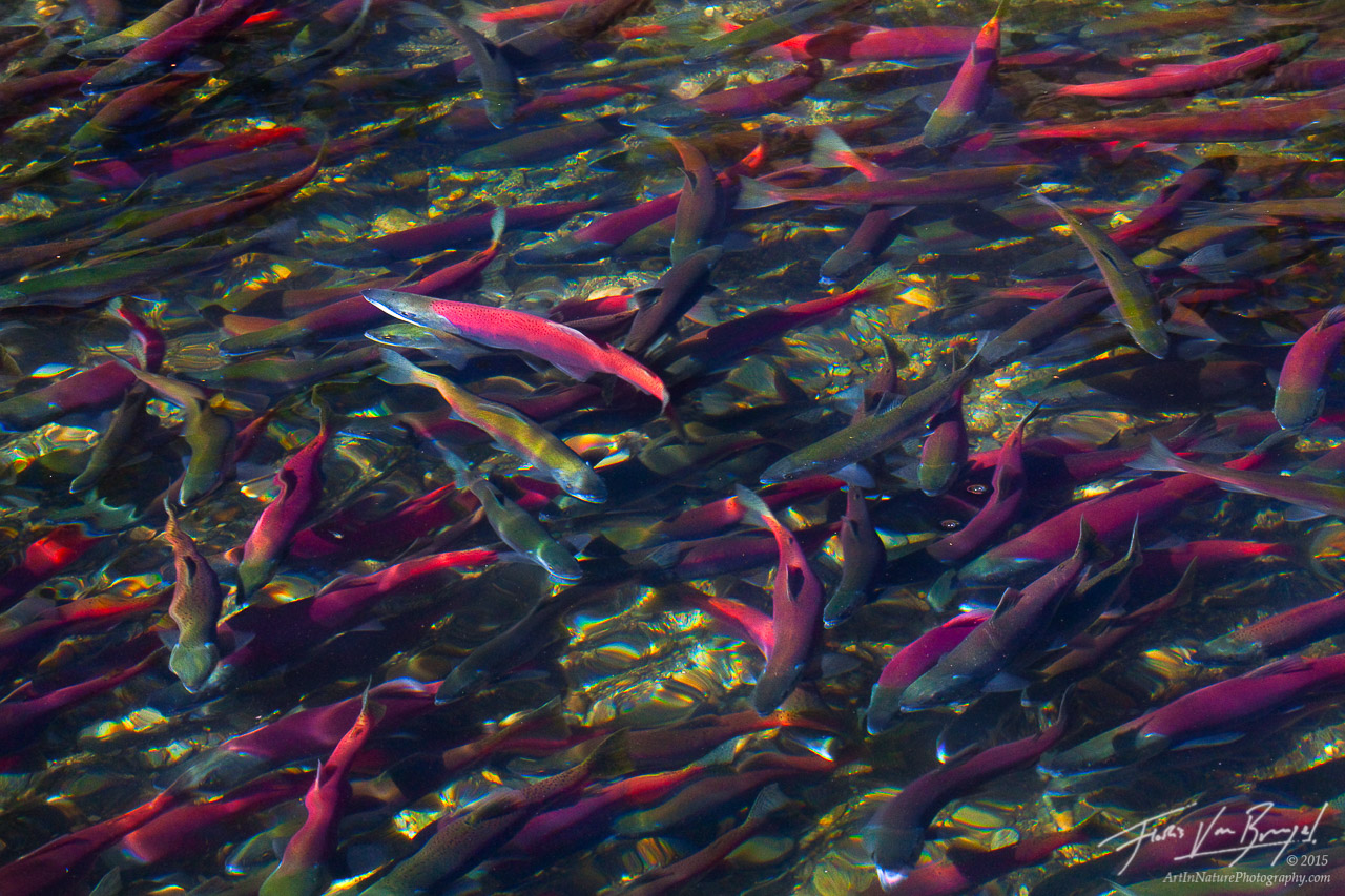 Every fall tens of thousands of Kokanee Salmon make their way up Taylor Creek from Lake Tahoe to spawn. These landlocked salmon...