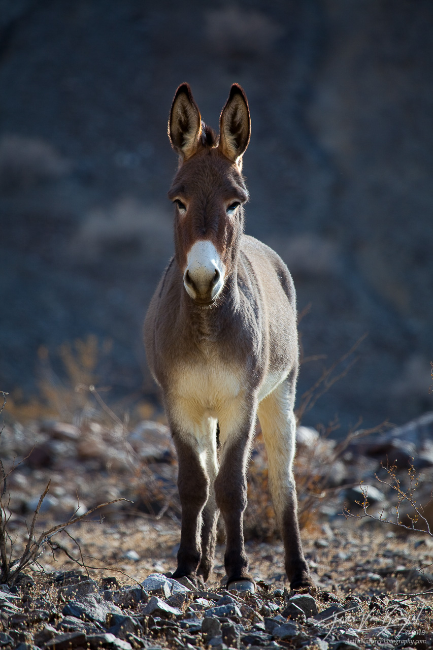A Wild Burro poses in a remote canyon in Panamint Valley under the harsh sun. Burros were introduced to the southern deserts...