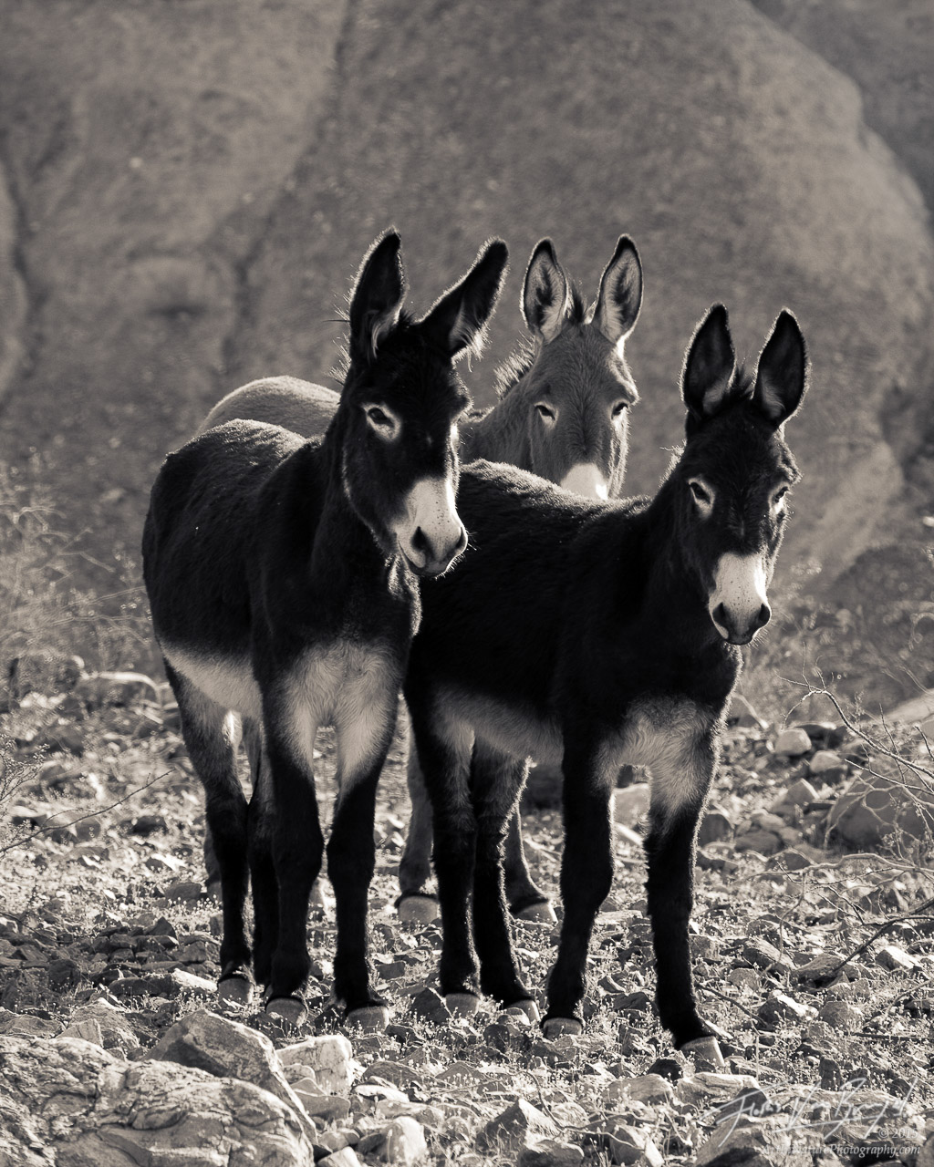 A group of wild Burros poses in a remote canyon in Panamint Valley under the harsh sun. Burros were introduced to the southern...