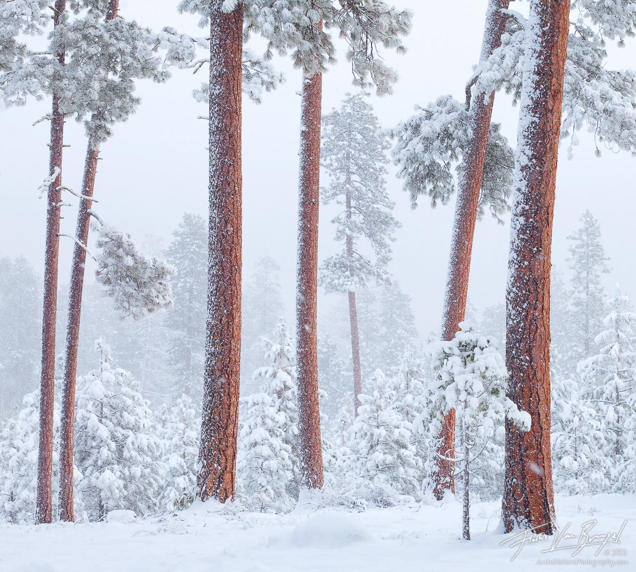 Heavy snowfall in a sparse Ponderosa grove in Oregon's Deschutes National Forest, outside of Sisters.