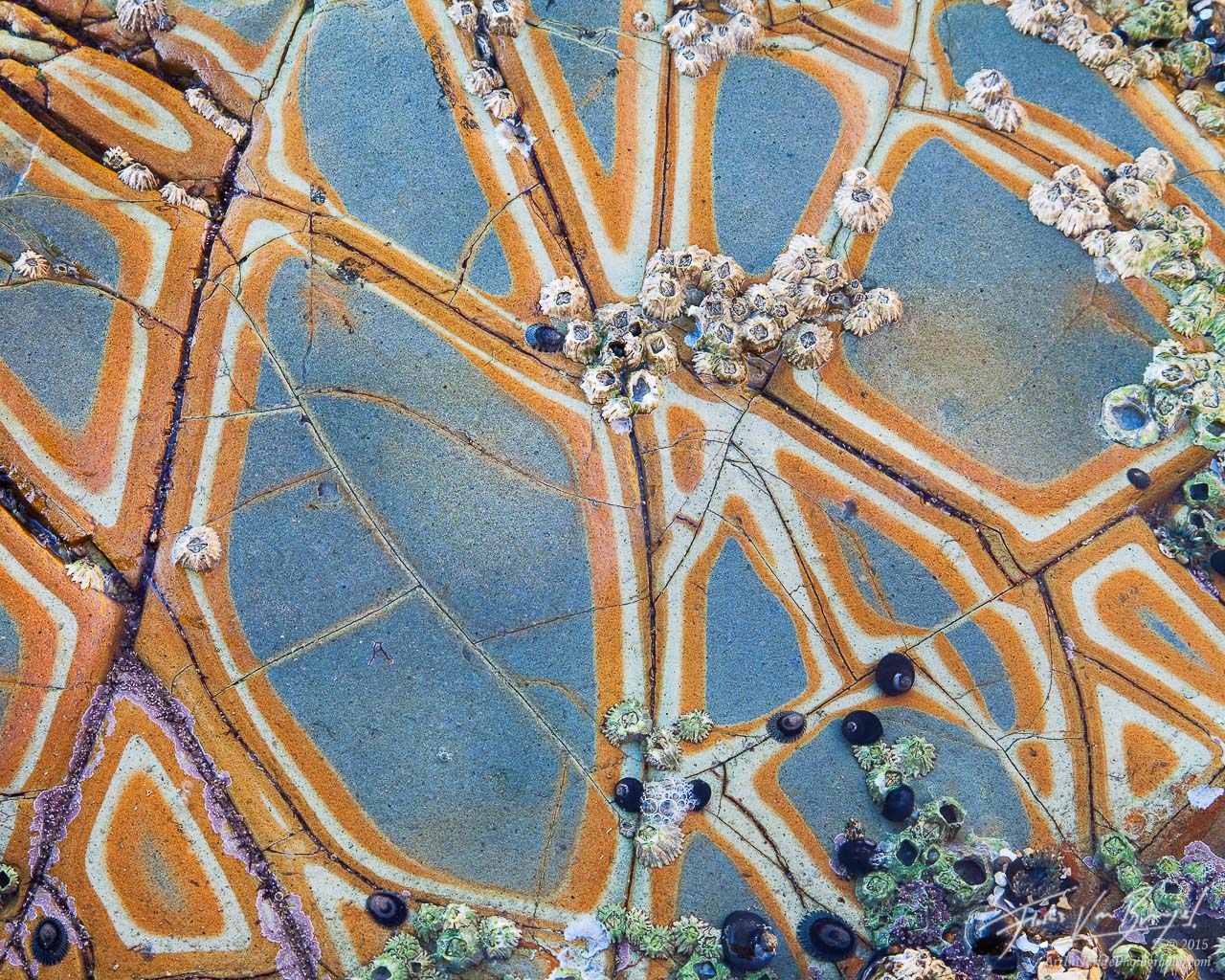 Abstract Coast Sandstone, Palos Verdes, California, tidal designs, lines, barnacle, sea snail, , photo