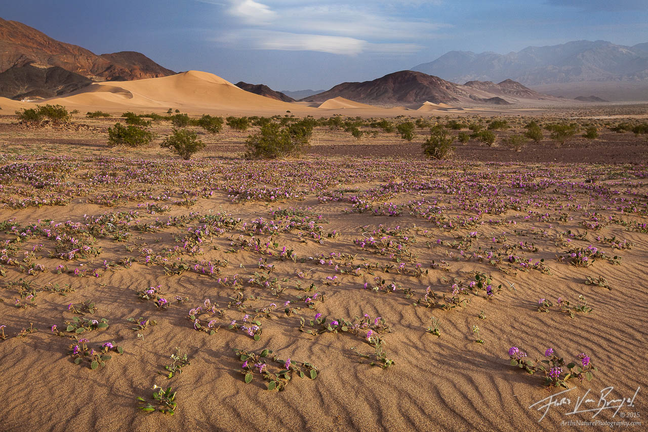 Dunes in Spring, Death Valley National Park, California, sandy blooms, sand verbena, Abronia villosa, desert, el nino, photo