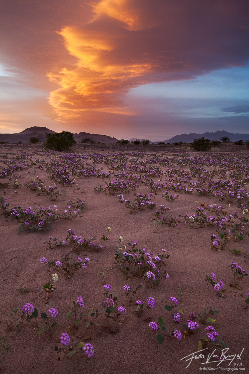 Sand Verbena in Spring, Death Valley National Park, California, storm flowers, Abronia villosa, lenticular cloud,, photo