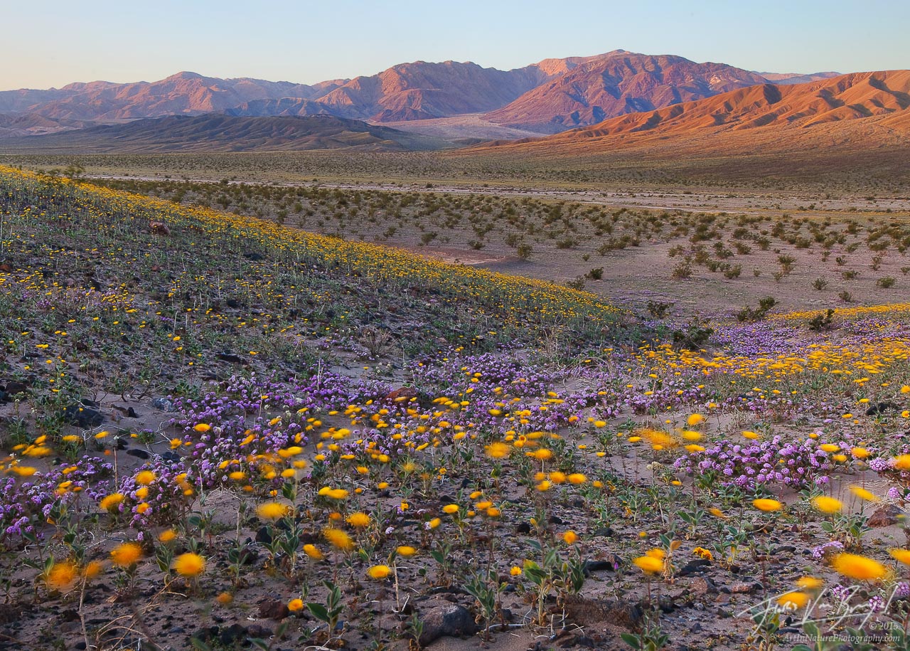 Desert Gold (Geraea canescens) and Sand Verbena (Abronia villosa) sway in the morning desert wind in California's Death Valley...