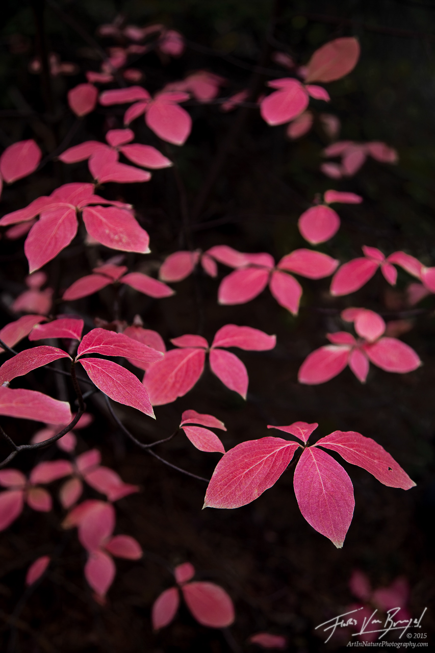 Pacific Dogwood leaves in their pink and red autumn attire in California's Kings Canyon National Park. &nbsp;
