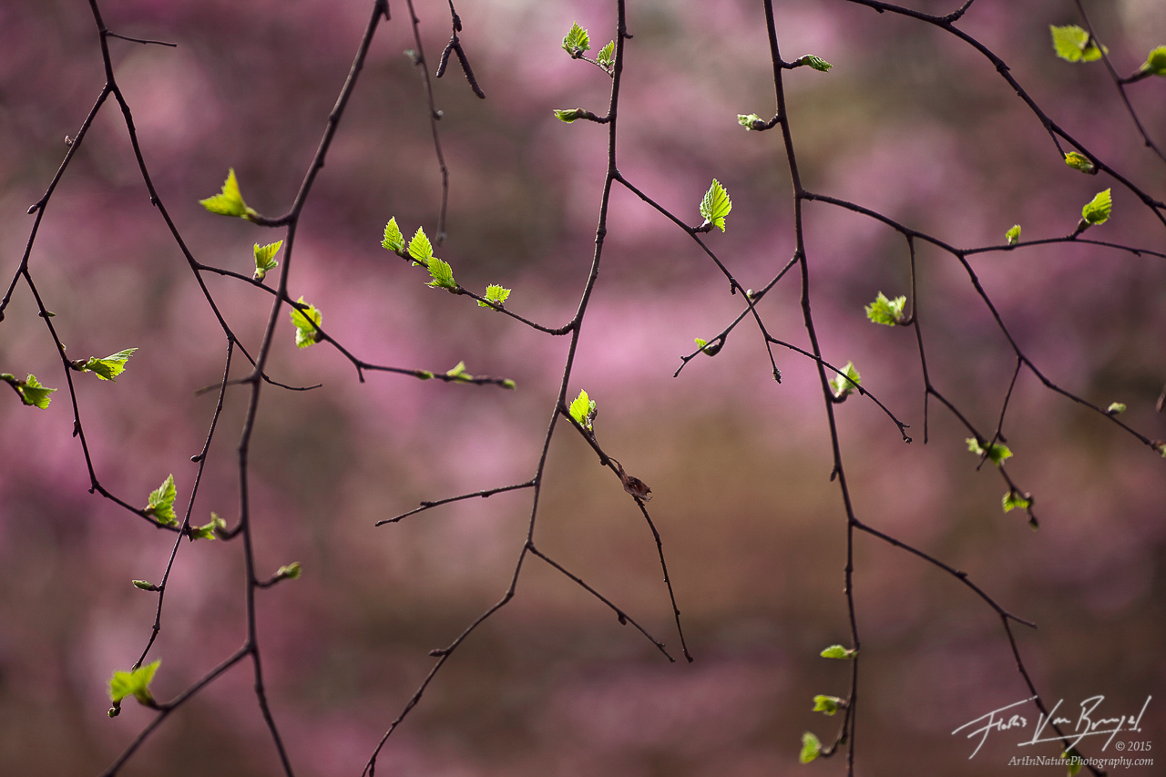 Spring Leaves and Flowers, Seattle Arboretum, Washington , photo