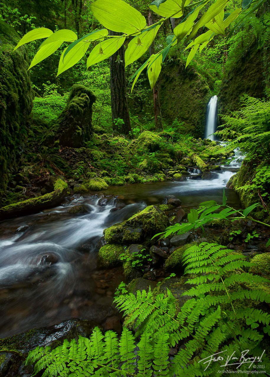 An incredible fairy-tale like waterfall seen through a window of fresh spring greenery in Oregon's lush Columbia River Gorge.&...