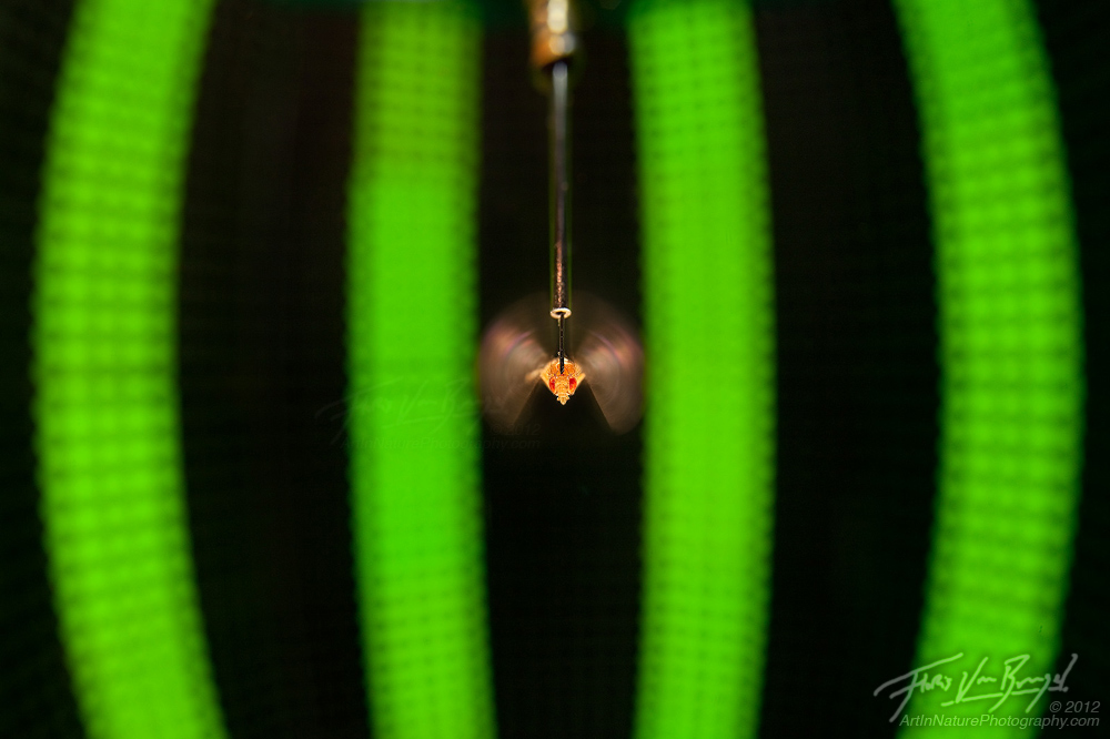 Fruit Fly Science, Dickinson Lab, University of Washington, photo