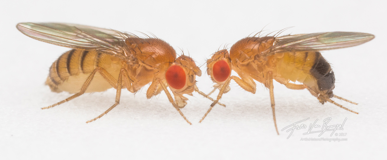 Female (left) and male (right) Drosophila melanogaster. The simple genetics of fruit flies—they only have 3 chromosomes compared...