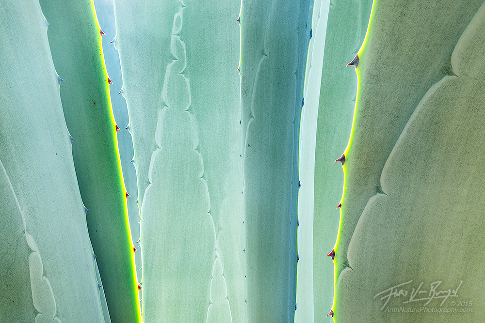 The fascinating abstract shapes of an agave acccented by a little late morning sunshine. Although there are lots of agave plants...