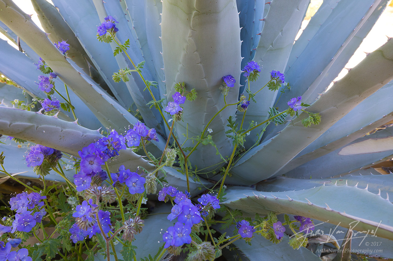 Blooming phacelia wraps around the jagged leaves of a desert agave in Anza-Borrego State Park, CA.