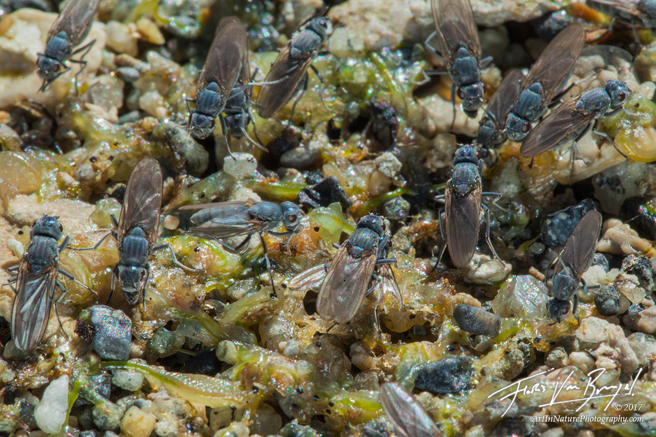 Alkali flies feed on the carcasses of brine shrimp on Mono Lake's shores.