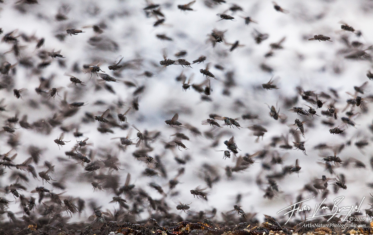 Alkali flies take flight on the shore of Mono Lake.