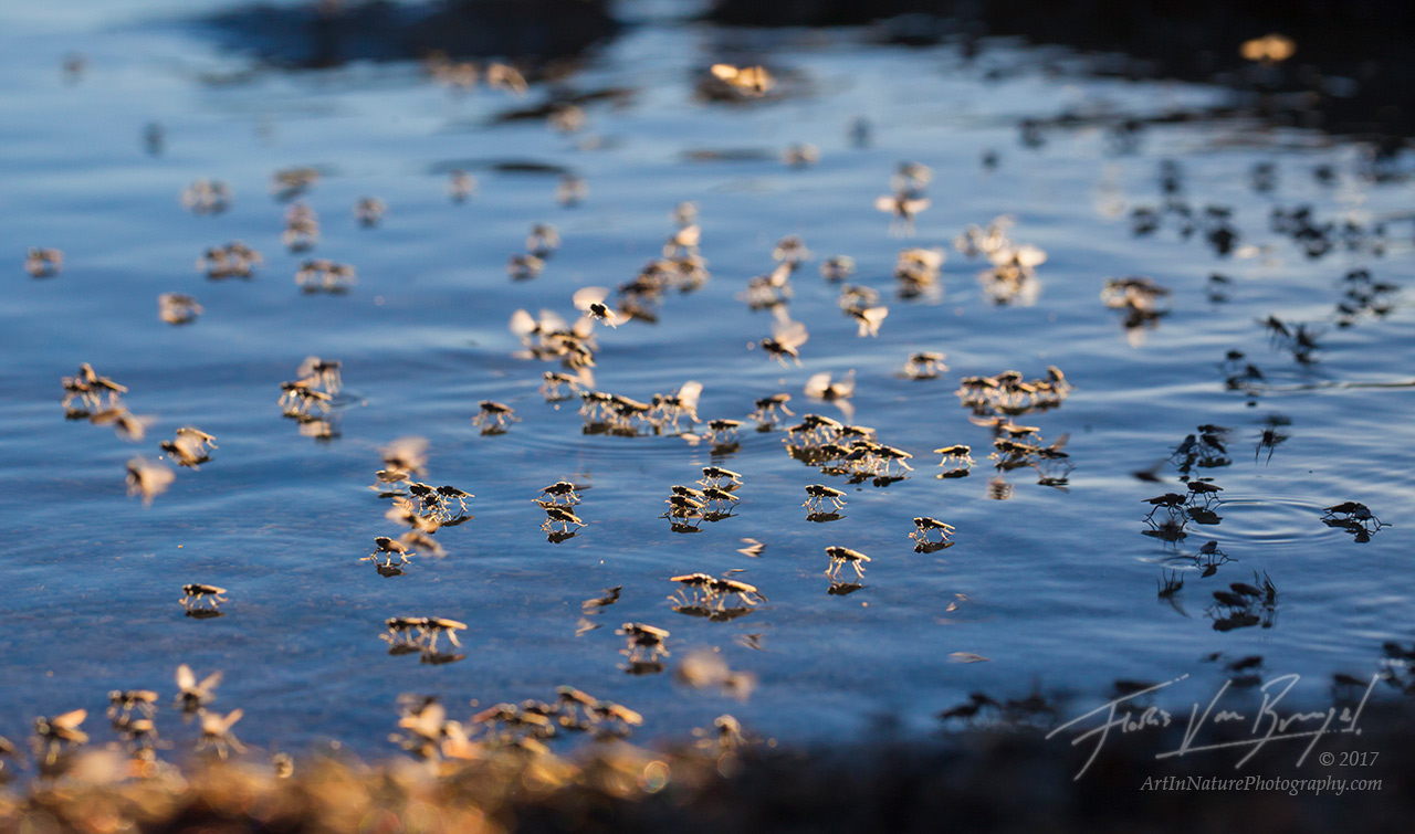 Alkali flies rest on the calm morning waters of Mono Lake.