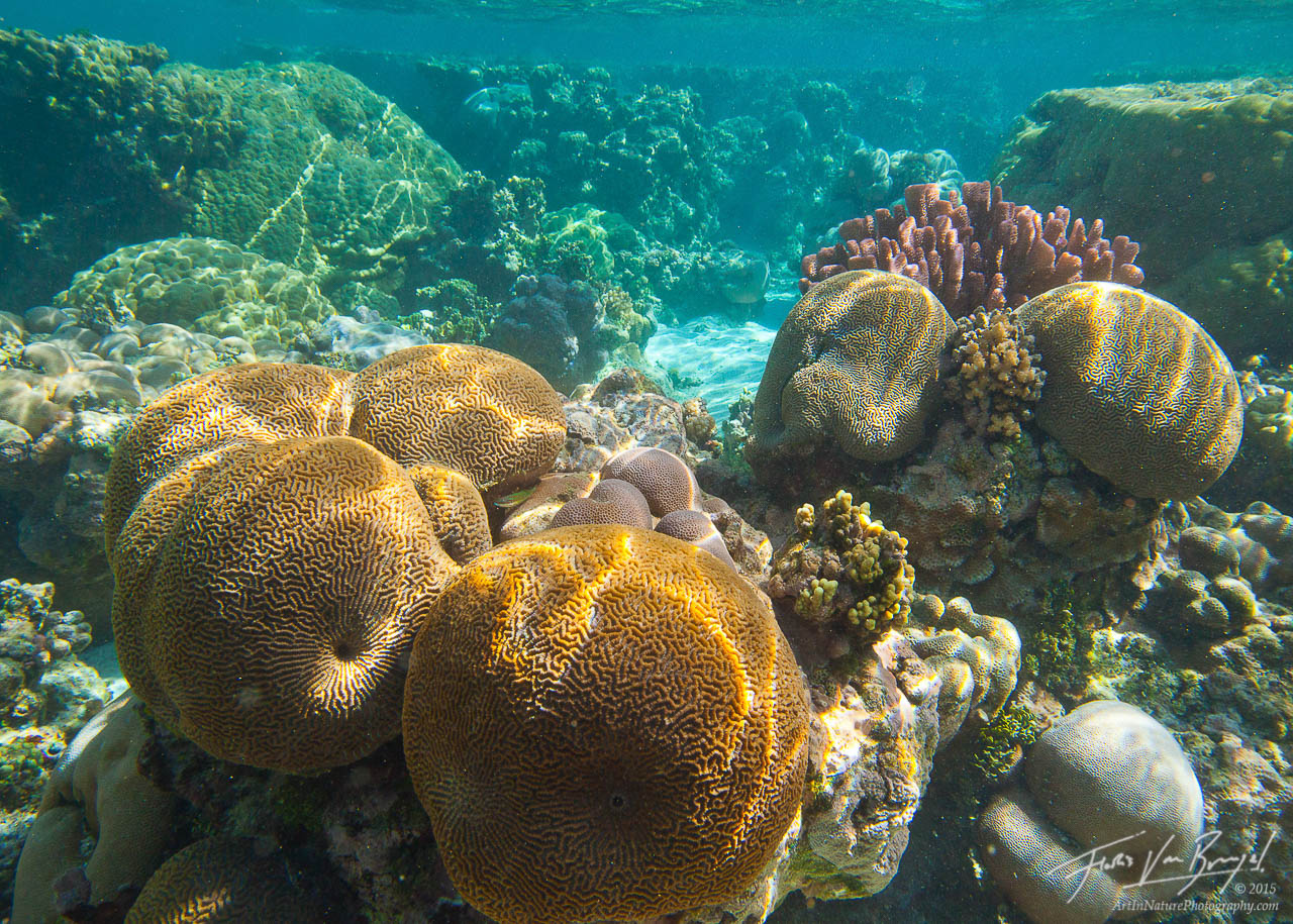 Colorful tropical corals thrive in the warm waters off the shores of Ofu island, a part of American Samoa in the South Pacific...