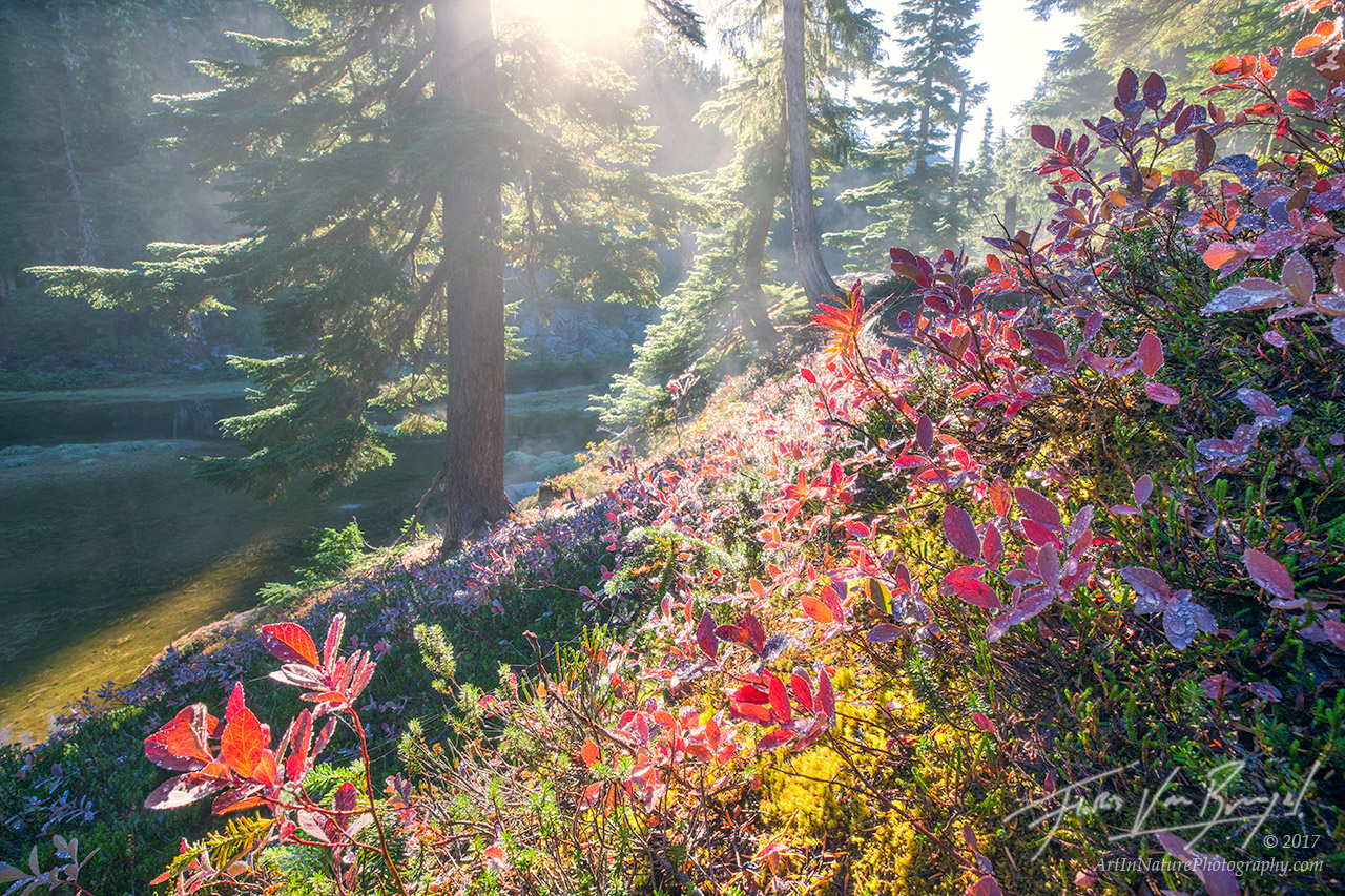 Autumn Colors, Blueberry Bushes, Cascades, photo