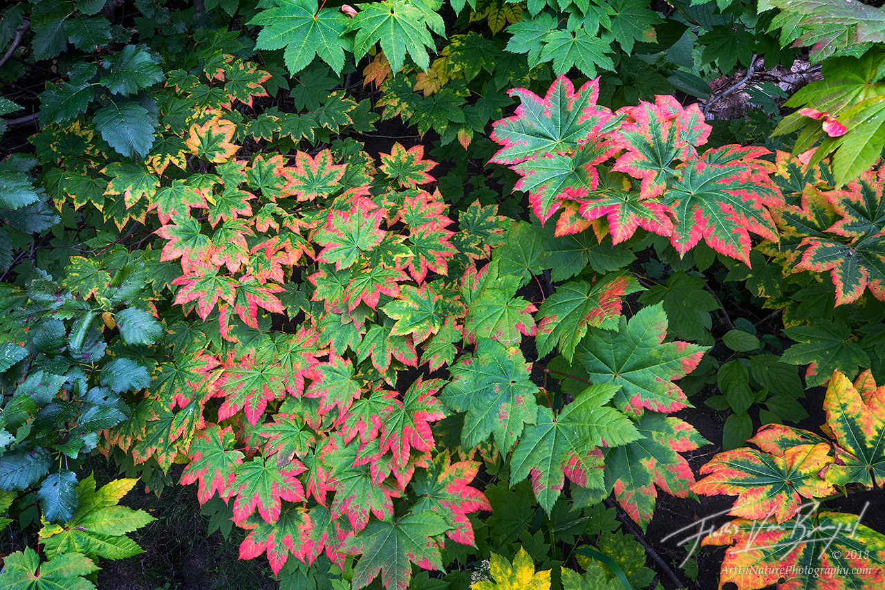 Autumn Color, Leaves, Washington