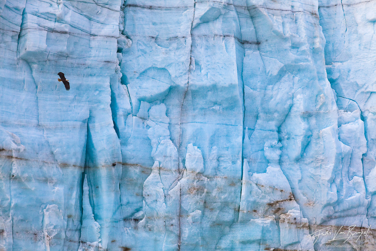 A Bald Eagle soars in front of the massive wall of ice of the Margerie Glacier in Alaska's Glacier Bay National Park.