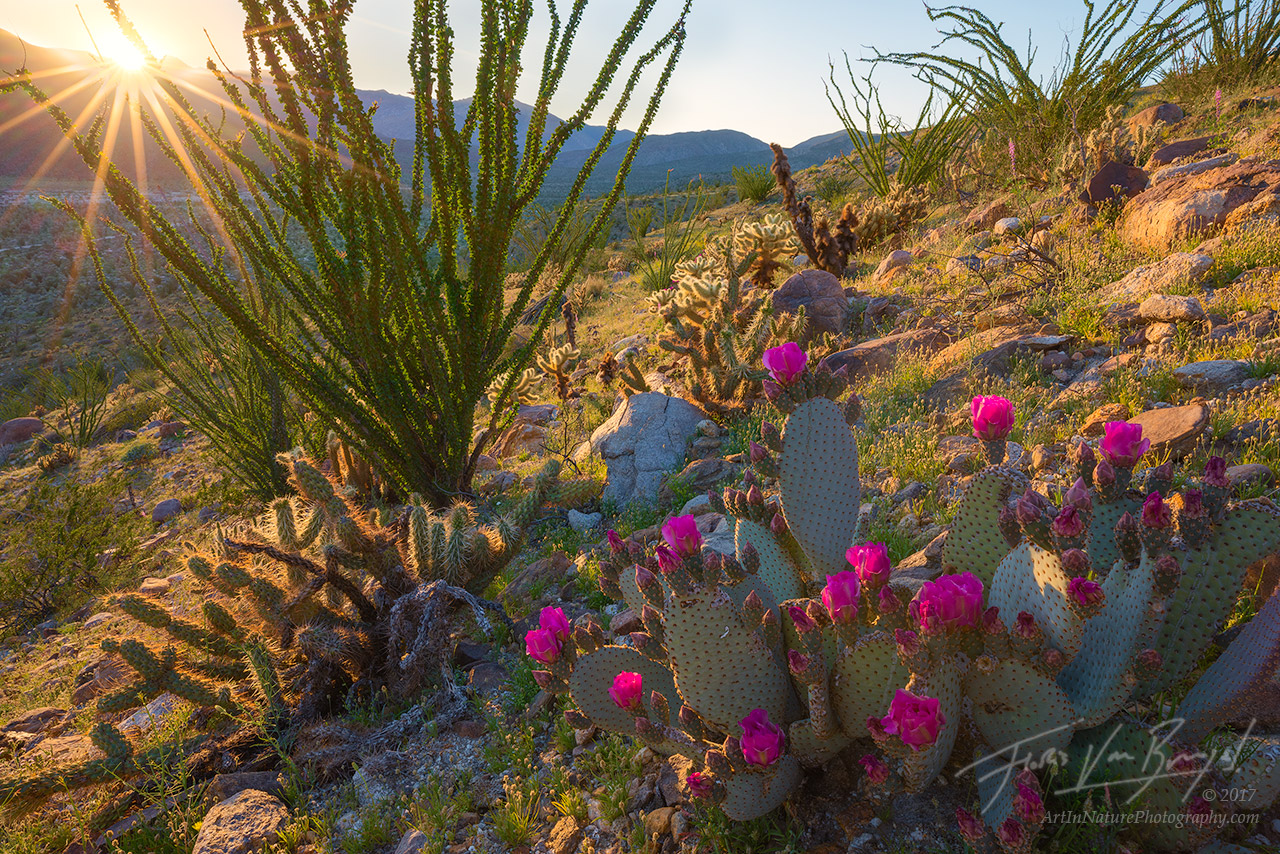 A blooming beavertail cactus enjoys the last rays of sunshine from its picturesque perch among the verdant ocotillo in Anza-Borrego...