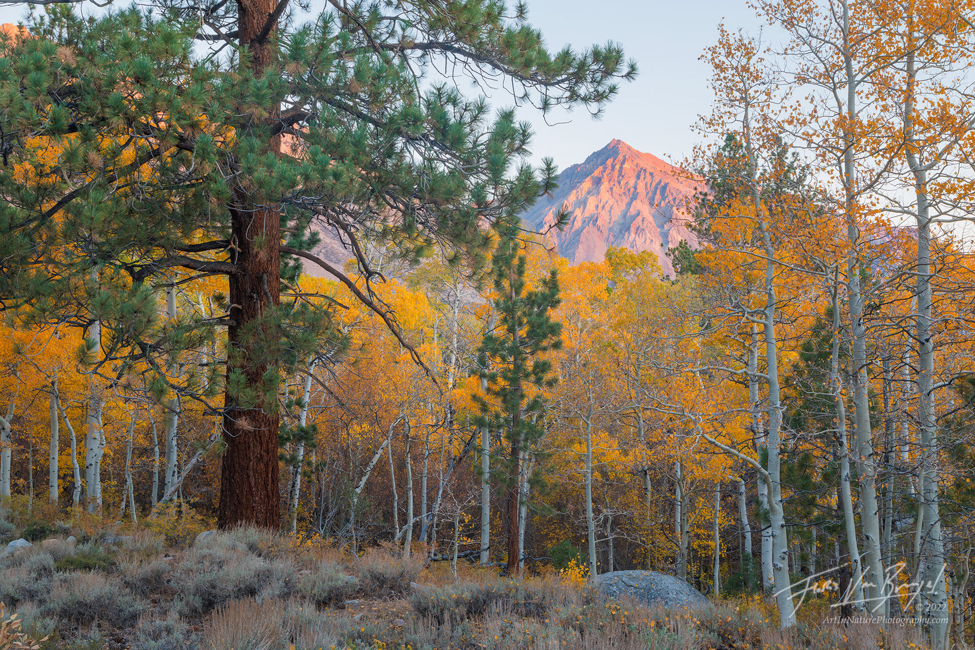 A quiet dawn in the aspen groves high above Bishop, California, on a lovely fall day.