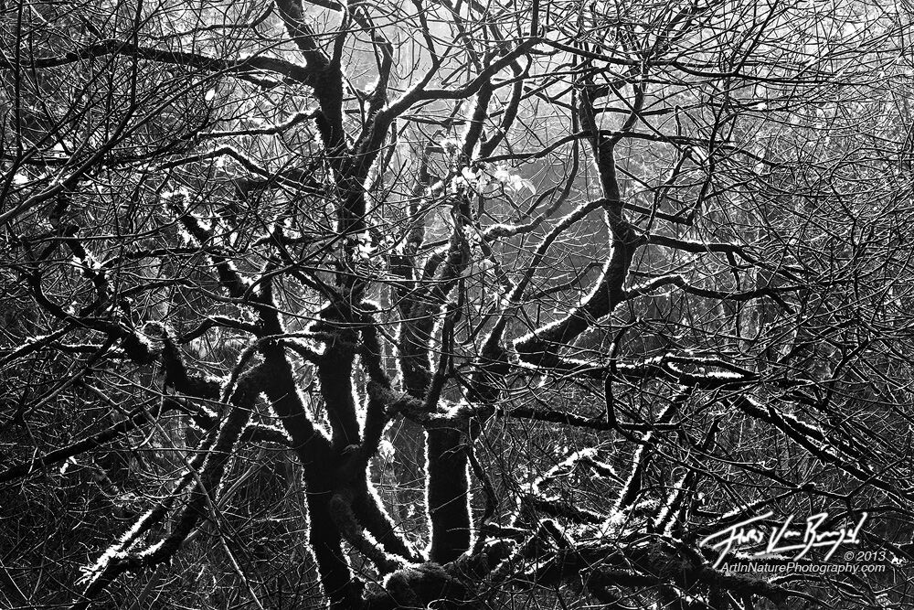 Black and White Tree, Van Damme State Park, California, photo