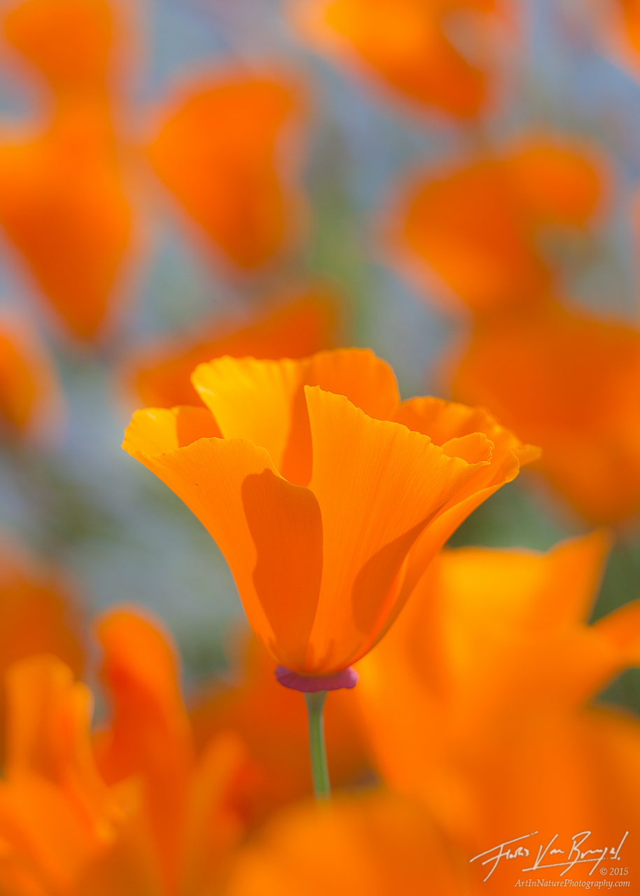 A brilliantly orange California Poppy (Eschscholzia californica) blooming in California's Mt Diablo State Park.&nbsp;