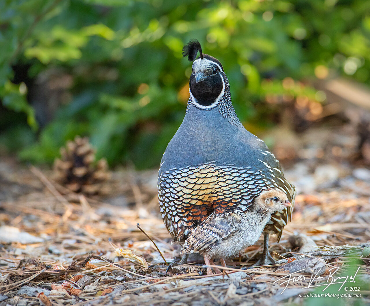 This father and baby California Quail (and many other youngsters!) spent some time foraging in our backyard in Reno, NV.