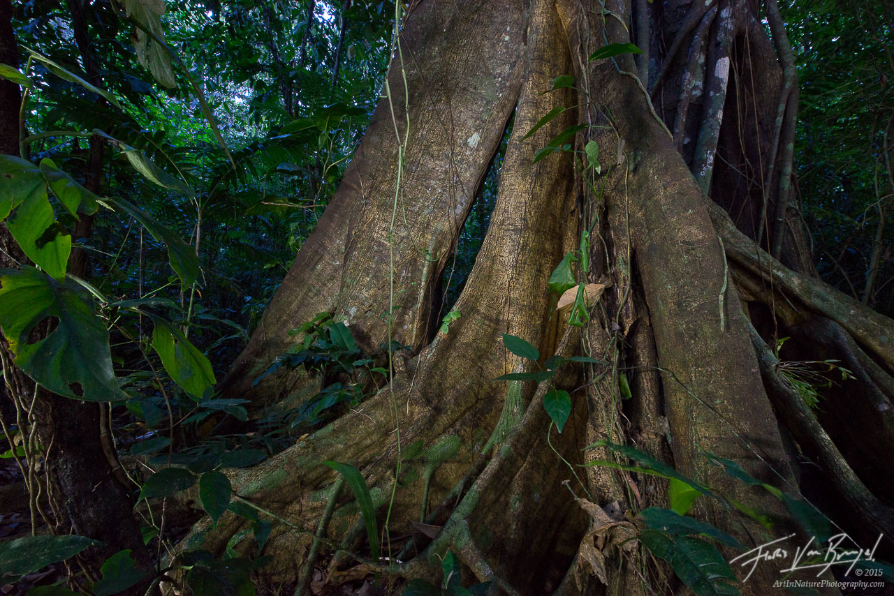 An ancient Ceiba tree in the Lacandon Jungle of Chiapas, Mexico.