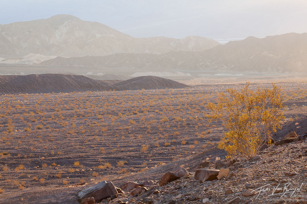 Creosote, Death Valley National Park, California, photo