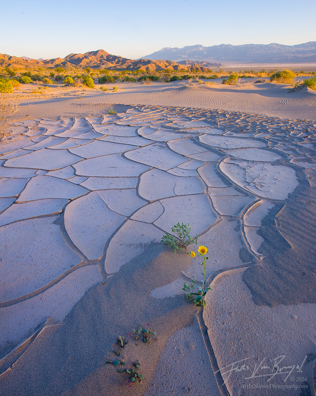 A lonely Desert Gold flower finds a foothold in the dry desert of California's Death Valley National Park.