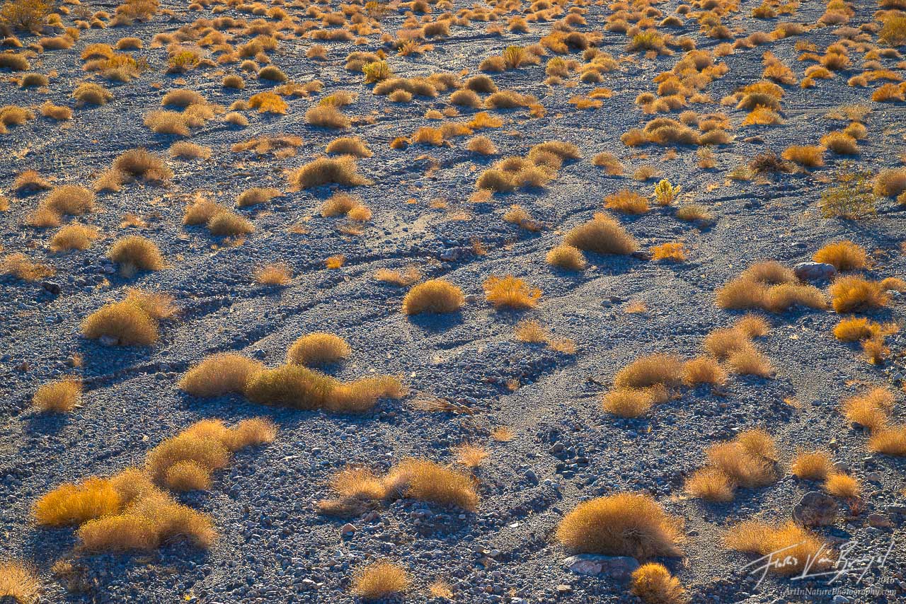 Warm sunshine illuminates the bushes that dot a rocky wash in California's Death Valley National Park.