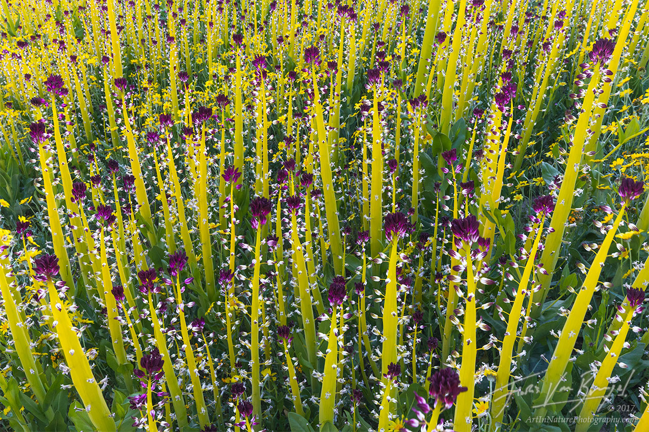 Carrizo Plains, Superbloom, Flowers, photo