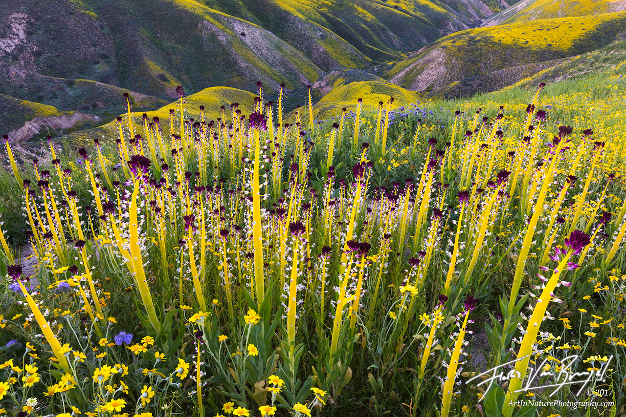 Carrizo Plains, Superbloom, Flowers, photo