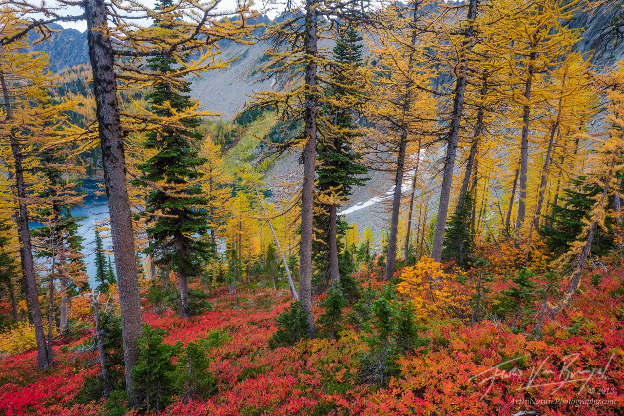 Autumn reds of the blueberry bushes adorn the forest floor of this golden larch forest in the Cascades.