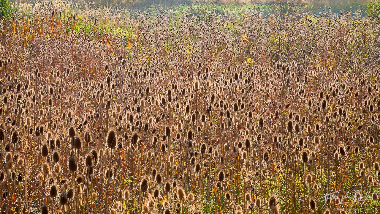 A field of Teasel in late morning backlight in early fall in eastern Oregon. Unfortunately these photogenic plants are actually...