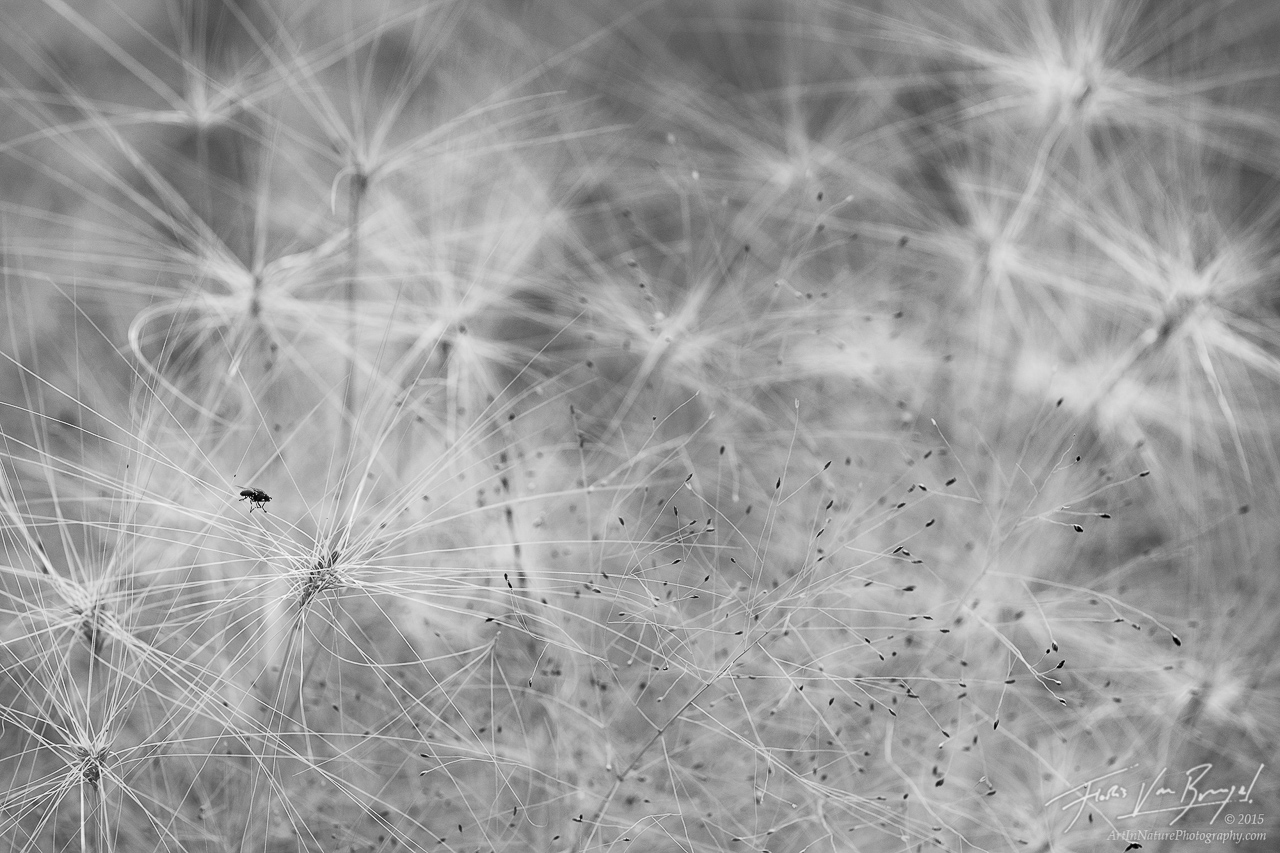 Fly, Abstract Grasses, Neural Structure, photo