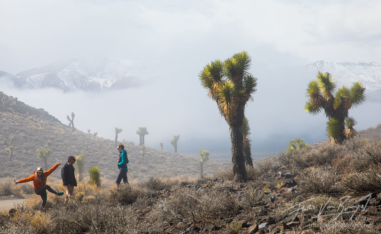 Just hanging out with some Joshua Trees in the fog.
