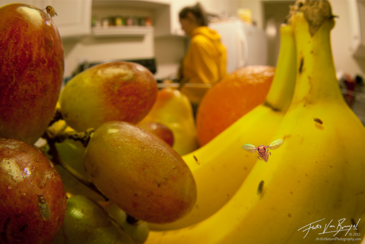 A fruit fly (Drosophila melanogaster) in its "natural" habitat - a bowl of fruit in my kitchen. To make this image, I used a...