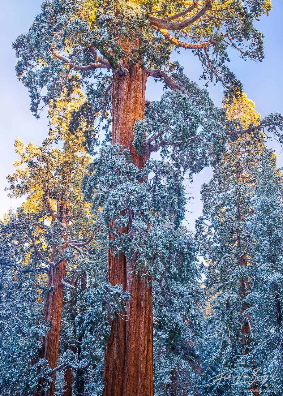 The first rays of golden sunshine hit the crowns of these Giant Sequoias, covered in a winter blanket of snow and frost from...