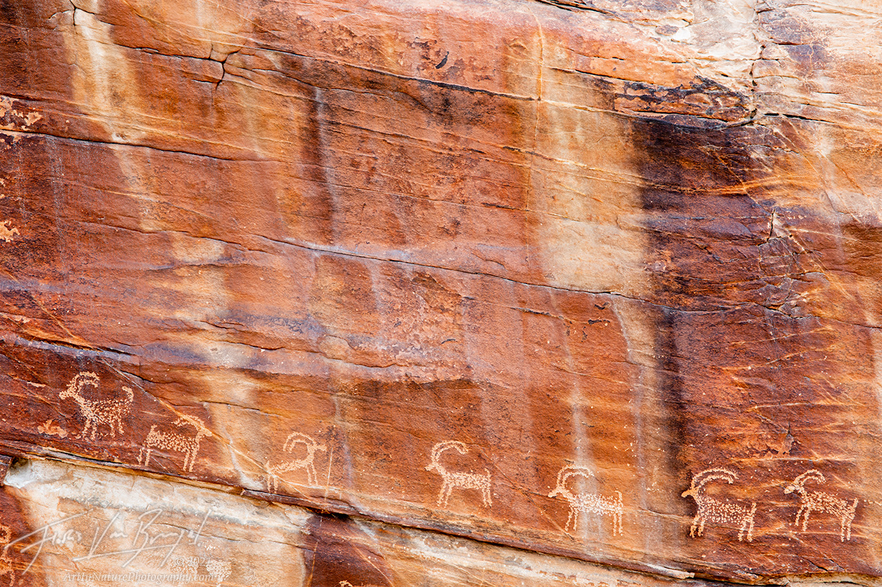 Seven of the "twenty-one goats" petroglyph panel in Nevada's Gold Butte National Monument.